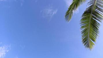 coconut on sky photo