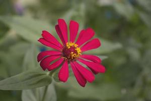 beautiful pink flower photo