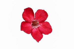 Red desert rose flower isolated. photo