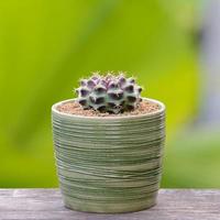 Lophophora williamsii, Cactus or succulents tree in flowerpot on wood striped background photo