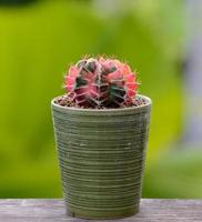 Lophophora williamsii, Cactus or succulents tree in flowerpot on wood striped background photo