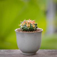 Lophophora williamsii, Cactus or succulents tree in flowerpot on wood striped background photo