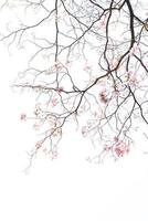 texture of tree branch and pink flower on white background photo