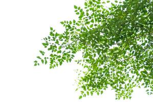 texture of green leaf on white background photo