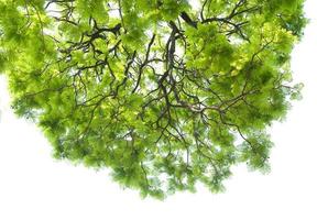 texture of green leaf on white background photo