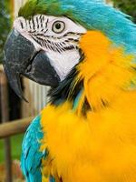 Macaw parrot with colorful feathers. Portrait of colorful Scarlet Macaw parrot photo