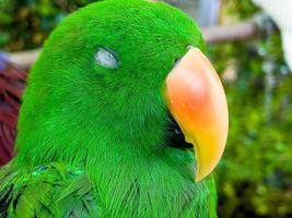 esta hermosa ave tropical tiene plumaje verde esmeralda y loro oeclectus foto