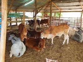 rebaño de vacas en la granja foto