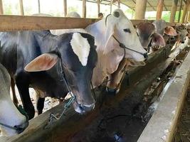 beef cattle on the farm photo