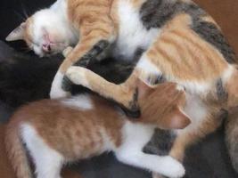 kitten suckling on its mother photo