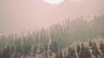 Fir and other pine trees on mountains on a sunny end of summer video