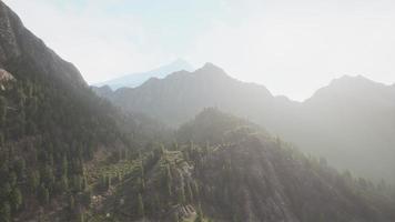 bosque de pinos que crece en las montañas video