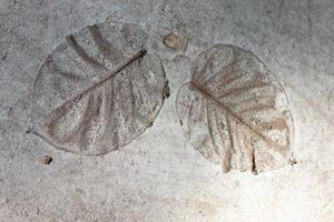 Picture of the texture of a leaf on cement photo