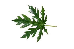 fresh papaya leaves on a white background photo