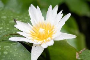 A close up of a white lotus flower photo