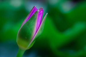 la flor de loto no florece morada. copie el espacio foto