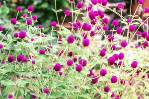 Amaranth purple-red in the garden photo