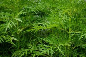 Bright and beautiful green trees in the garden photo