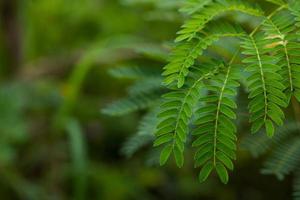 Tree in nature, bright green. Copy space. photo