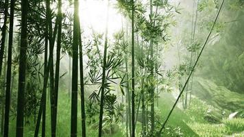 asian bamboo forest with morning fog weather video