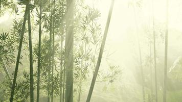 nature fraîche et forêt de bambous tropicaux verdoyants video