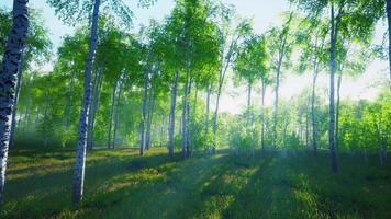 Birches with green leaves sway in the strong wind video