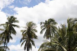 Coconut trees on a bright day photo