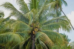 tropical palm leaf background, closeup coconut palm photo