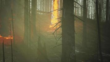 l'incendio boschivo con albero caduto viene raso al suolo