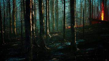 Forest fire with fallen tree is burned to the ground video