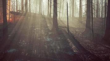 Forest fire with fallen tree is burned to the ground video