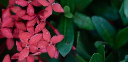 Red needle flowers in a green bush. photo