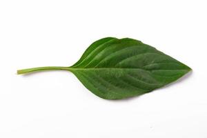 basil leaves Isolated image on white background photo