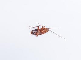 ead cucarachas fondo blanco, una cucaracha muerta foto