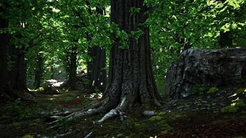 raíces de árboles y sol en un bosque verde