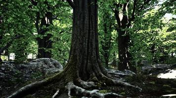 radici degli alberi e sole in una foresta verde video