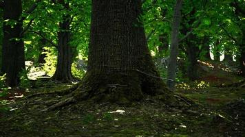raíces de árboles y sol en un bosque verde