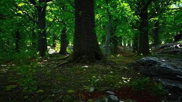 radici degli alberi e sole in una foresta verde video