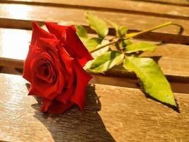 red rose of love photo