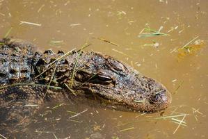 caiman in a swamp photo