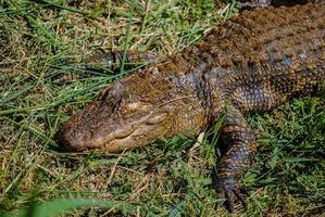 crocodile resting out of water photo