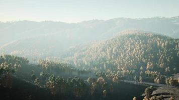 bela paisagem de uma floresta amarela e verde dourada video