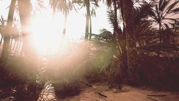 el sendero del oasis de palmeras es una de las muchas caminatas populares en el parque nacional video