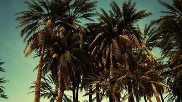 onderkant van de kokospalm met heldere lucht en glanzende zon video