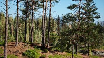 schöner abgelegener immergrüner Wald in den Bergen video