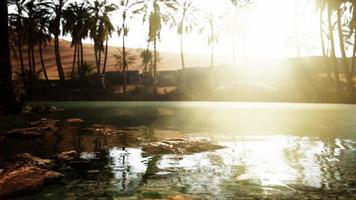 Colorful scene with a palm tree over a small pond in a desert oasis video