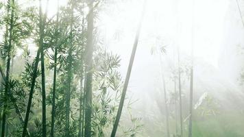 tropische oerwouden van Zuidoost-Azië video