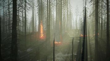 feu de forêt avec des arbres brûlés après un incendie de forêt video