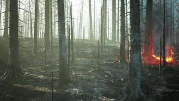 Forest fire with fallen tree is burned to the ground video