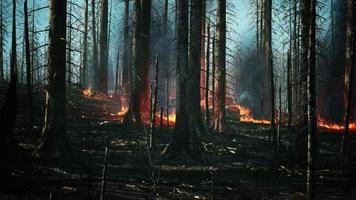 Forest fire with fallen tree is burned to the ground video